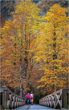 autumn colors