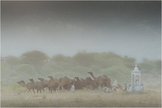 Camel Mela (10)