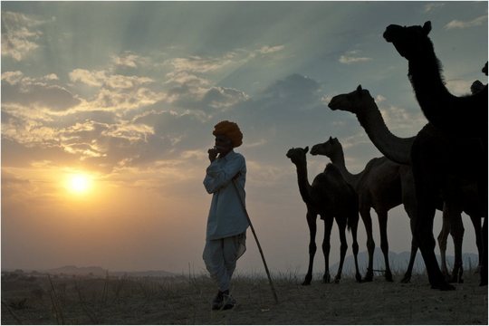 Camel Mela (12)