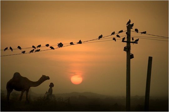 Camel Mela (13)