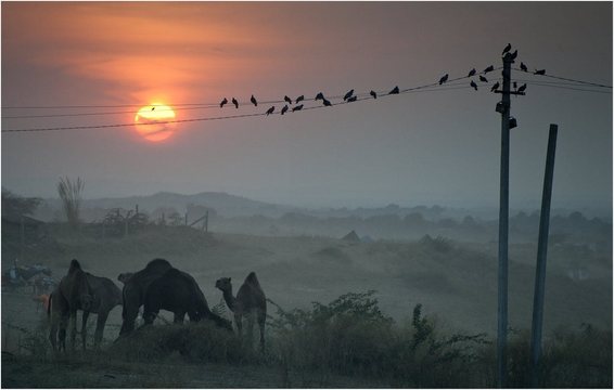 Camel Mela (14)