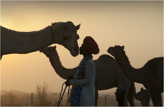 Camel Mela (16)