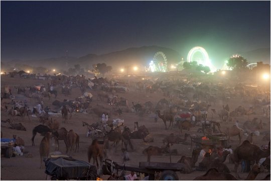 Camel Mela (17)