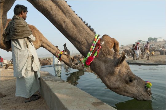 Camel Mela (18)