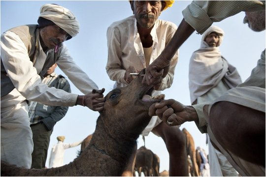 Camel Mela (8)