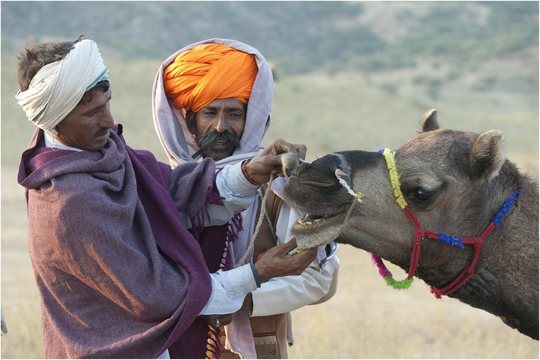 Camel Mela (9)